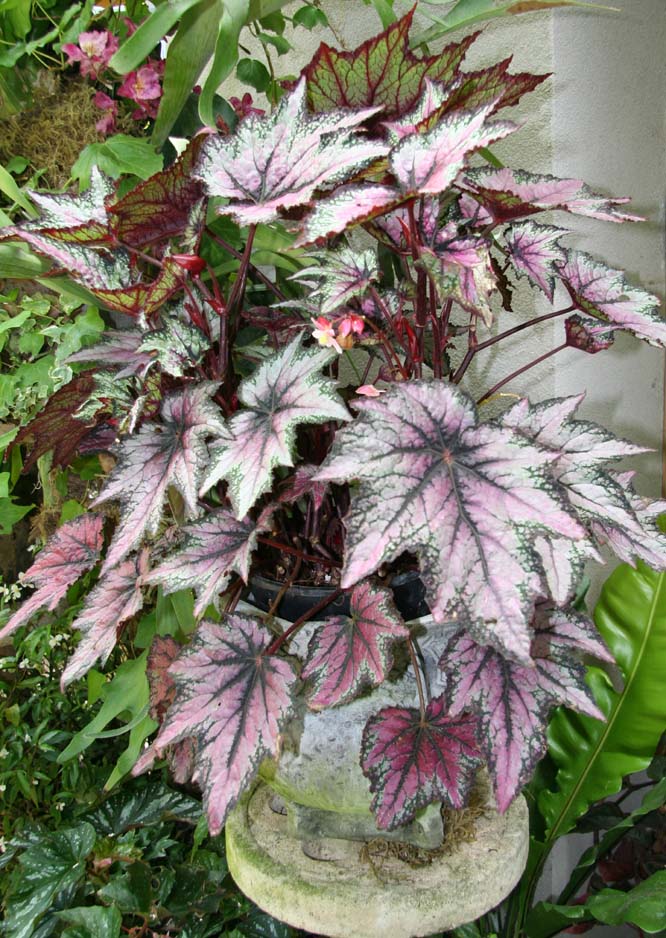 B. ‘Robert Golden’